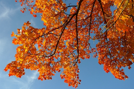 Tree nature branch plant Photo