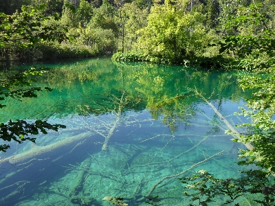 Foto Alam hutan danau sungai