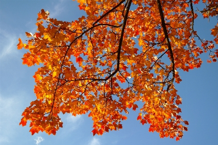 Tree nature branch plant Photo