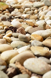 Nature food produce pebble Photo