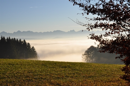 Landscape tree nature forest Photo