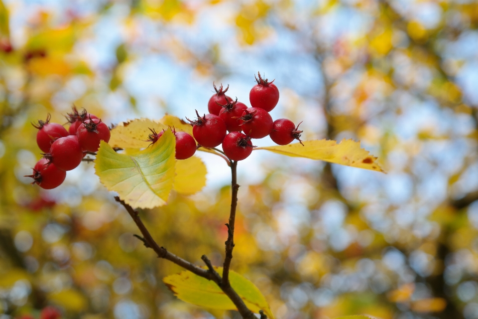 Arbre nature bifurquer fleurir