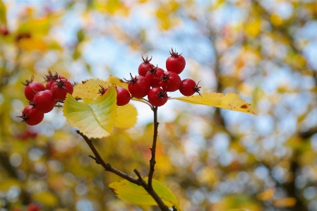 Tree nature branch blossom Photo