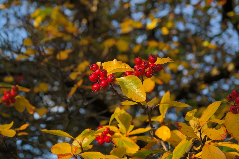 Baum natur zweig blüte