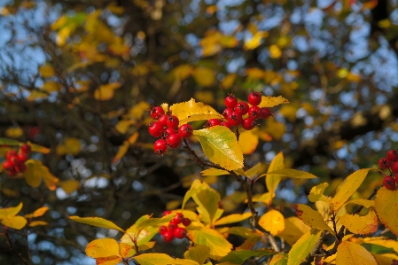 Tree nature branch blossom Photo