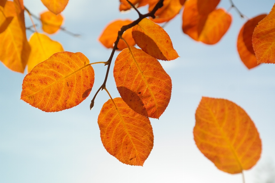 Nature branch light plant