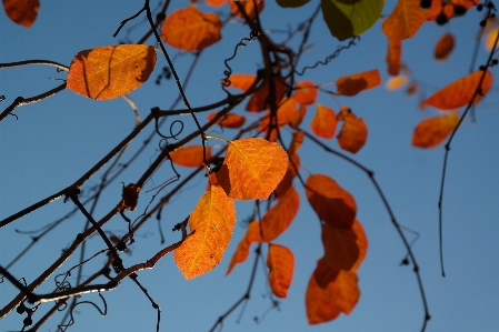 Tree nature branch light Photo