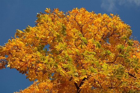 Tree branch plant sky Photo