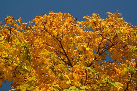 Tree branch plant sky Photo