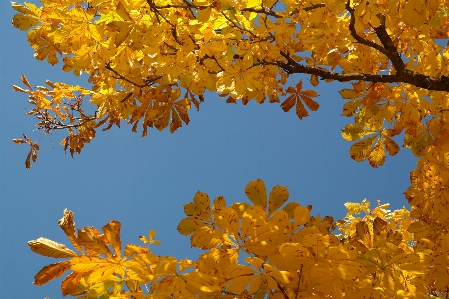 Tree branch plant sky Photo