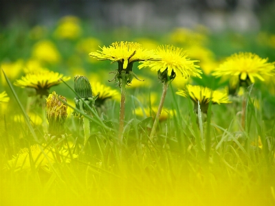 Nature grass plant field Photo