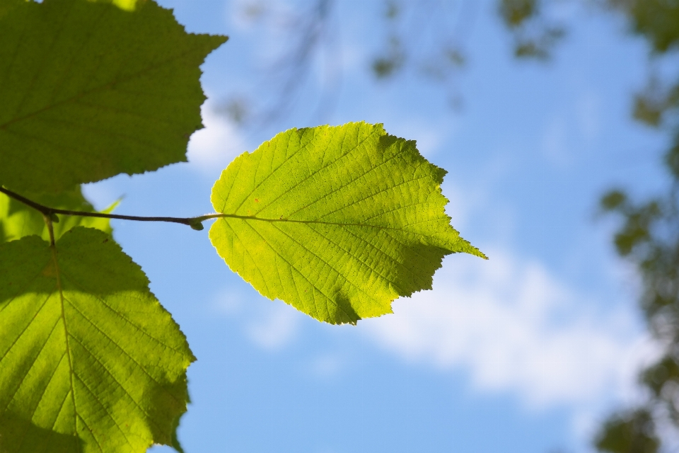 Baum natur zweig anlage