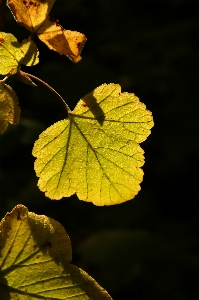 Tree nature branch plant Photo