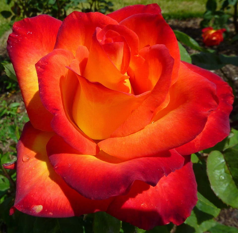 Nature blossom plant flower