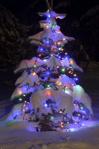 Tree winter glowing decoration Photo