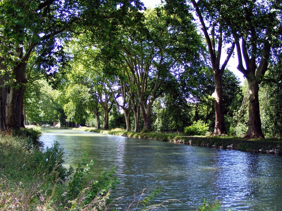 árvore água natureza floresta