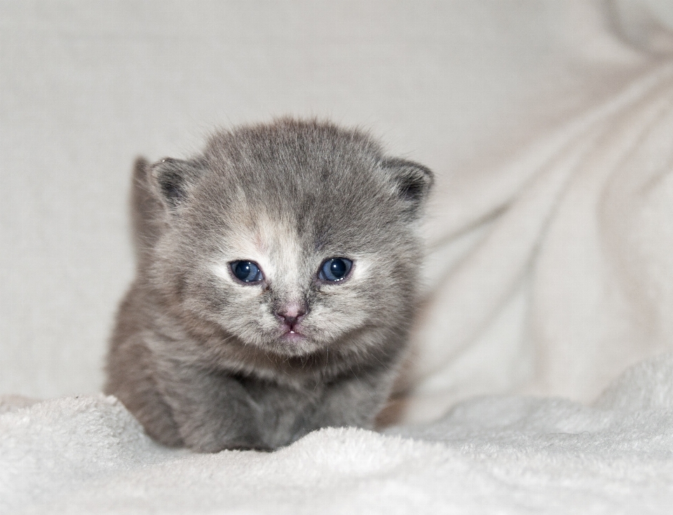 子犬 ふわふわ 子猫 猫