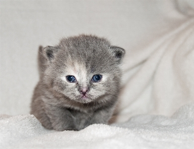 Foto Cucciolo soffice gattino gatto