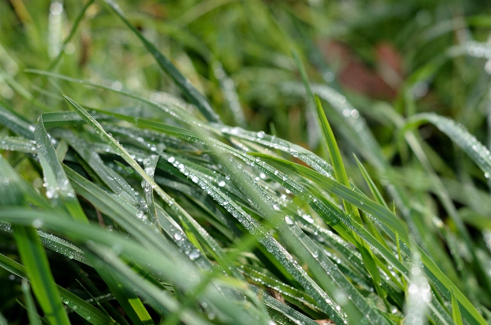 Eau nature herbe bifurquer