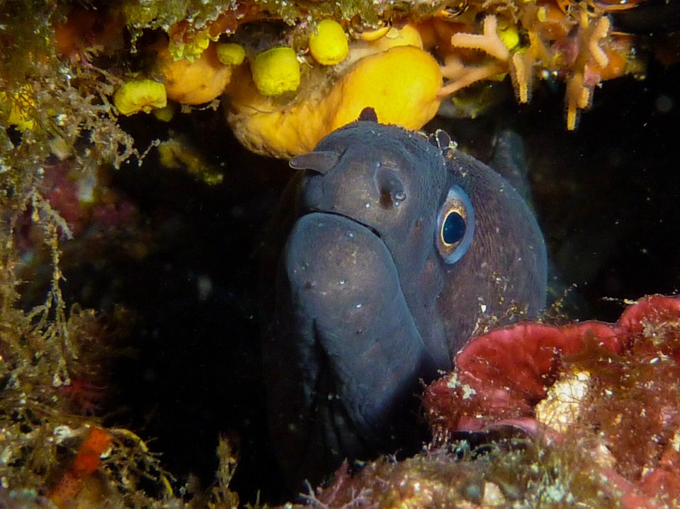 Immersione animali selvatici sott'acqua macro