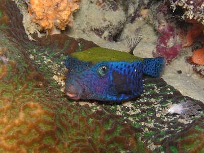 Diving underwater biology fish Photo