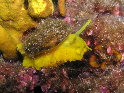 Animal diving underwater biology Photo