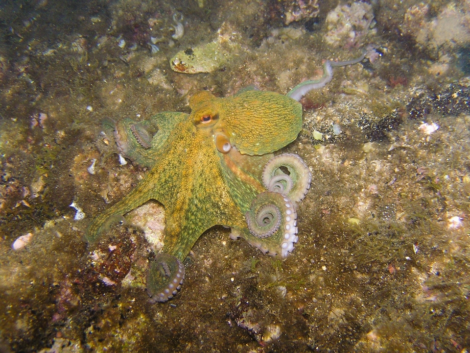 Plongée faune sous-marin la biologie