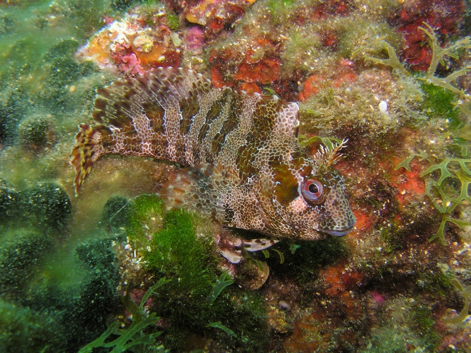 Mar buceo fauna silvestre submarino