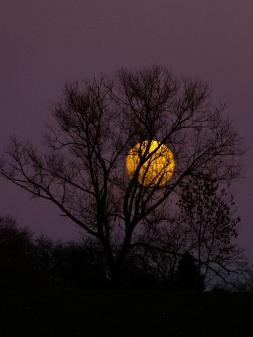 Albero ramo silhouette nube