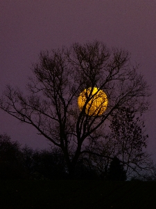 Tree branch silhouette cloud Photo