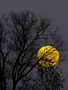 Tree nature branch silhouette Photo