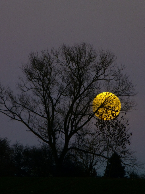 Albero natura ramo silhouette