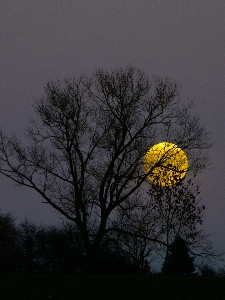 Tree nature branch silhouette Photo