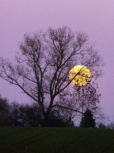 Tree nature branch blossom Photo