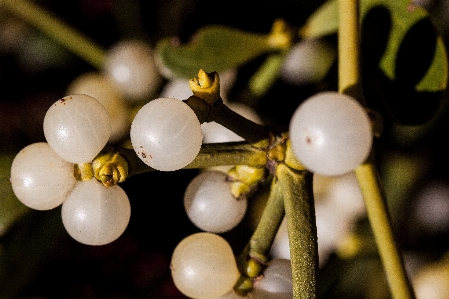 Branch blossom winter plant Photo