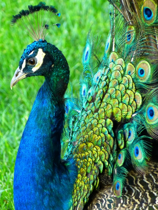 鳥 動物 野生動物 嘴