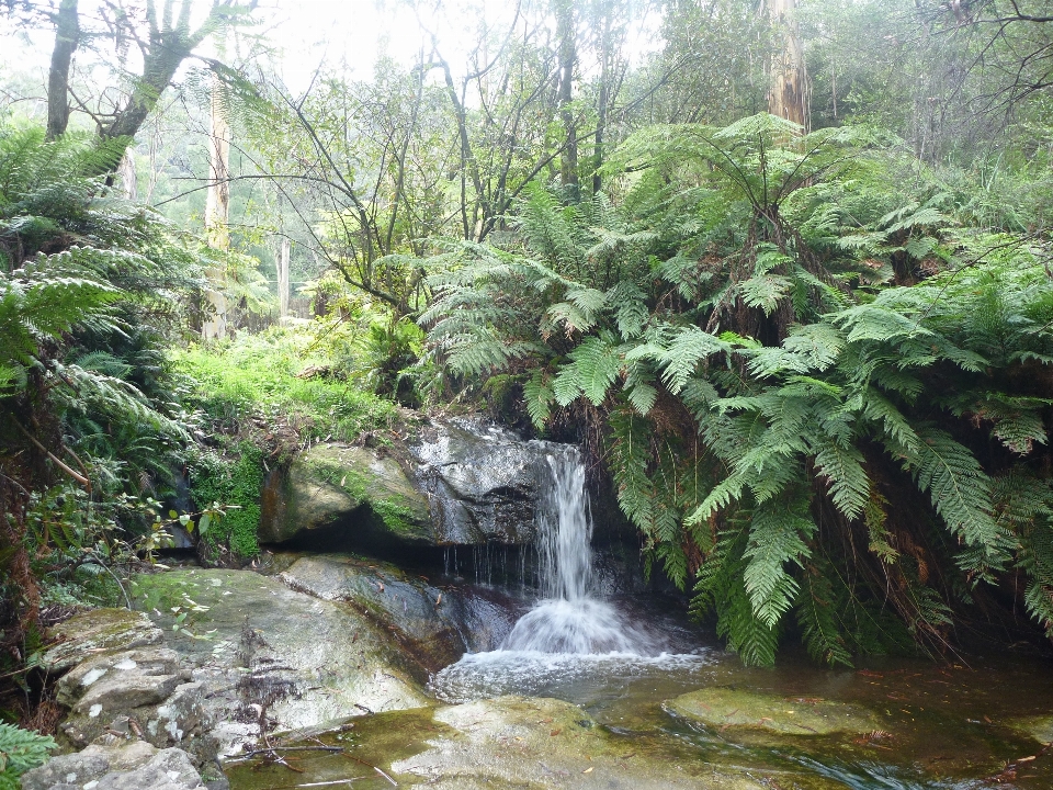 Water forest waterfall wilderness