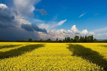 Landscape grass horizon growth Photo