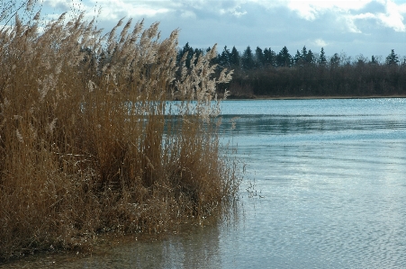 Landscape tree water nature Photo