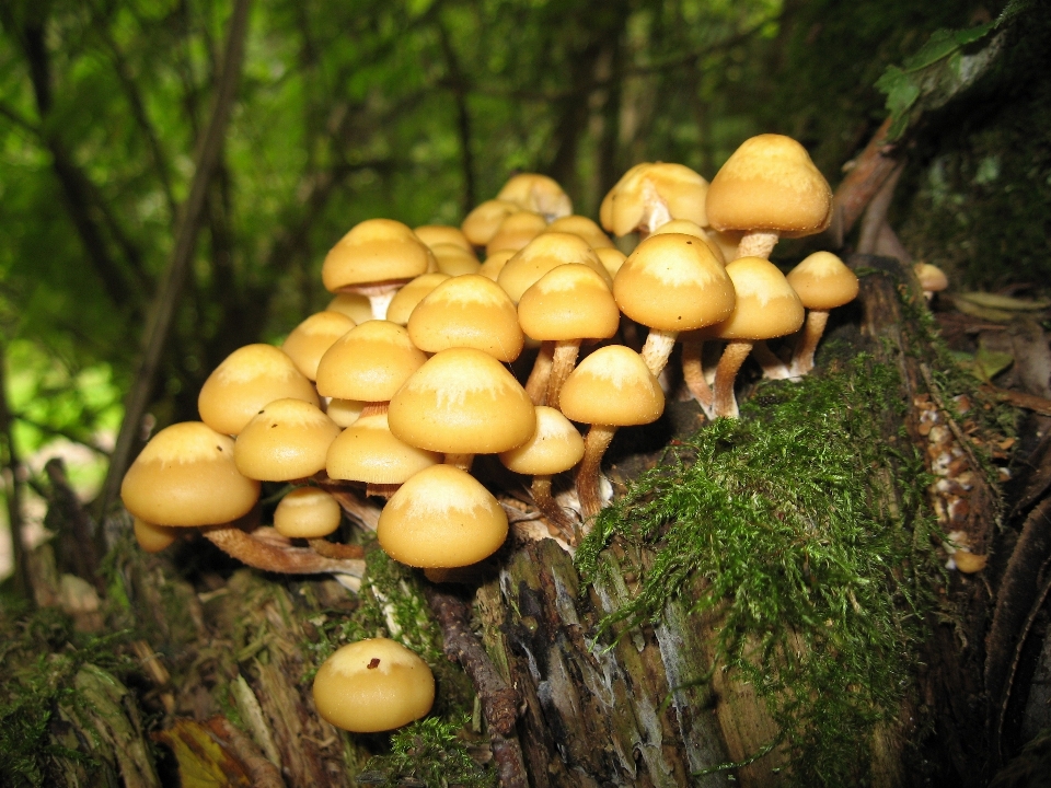 Forest moss autumn mushroom