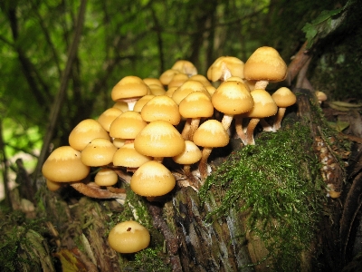 Forest moss autumn mushroom Photo