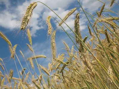 Nature grass plant sky Photo