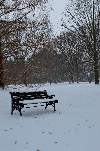 Tree outdoor snow cold Photo