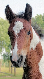 Foto Animal pastar
 caballo mamífero