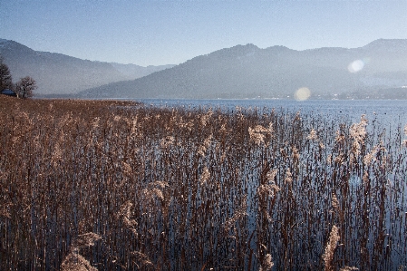 風景 木 水 自然 写真