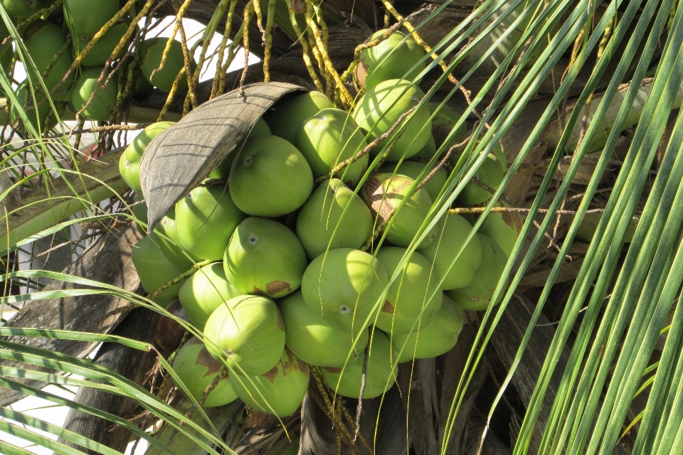 Baum zweig anlage frucht