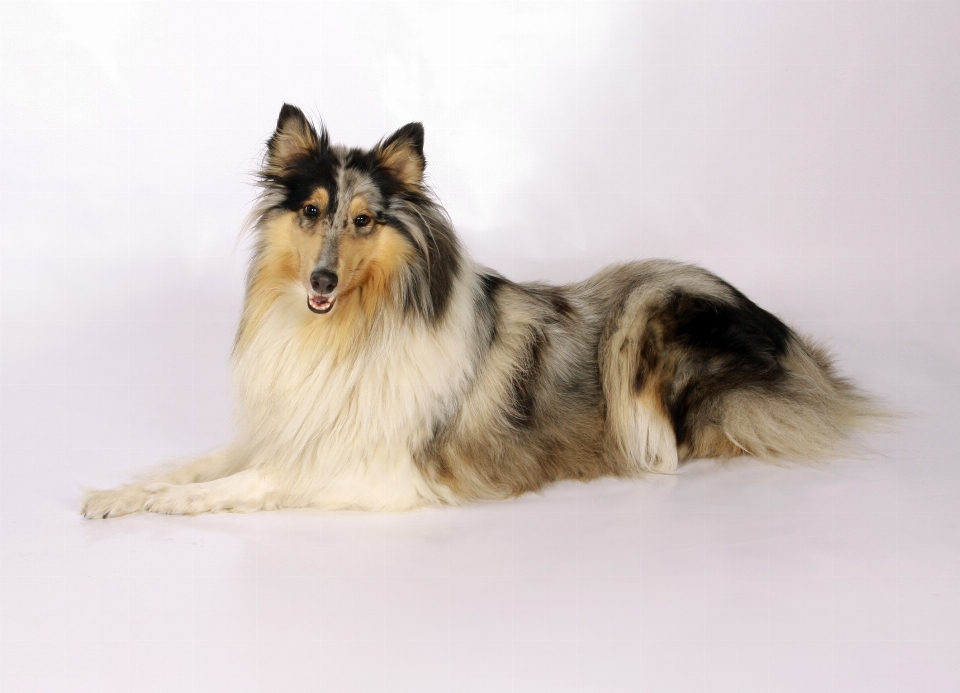 Hund tier collie
 haustier