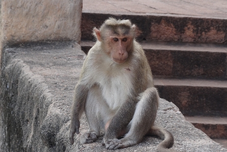 アウトドア 野生動物 環境 動物園 写真