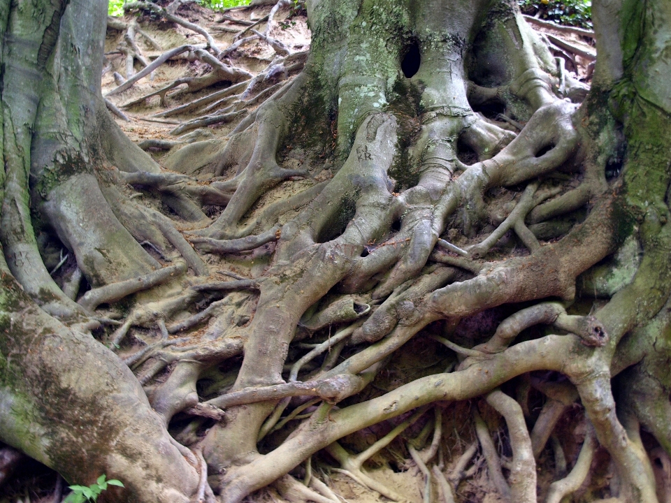 Albero natura ramo pianta