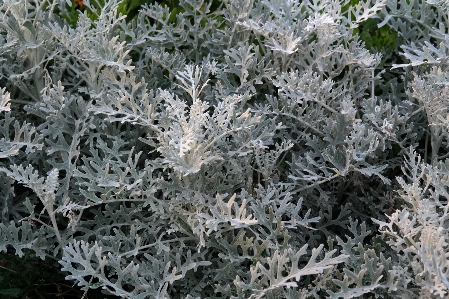 Branch plant white leaf Photo